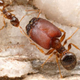 Illustration for article titled Scientists Doom Us All by Engineering Gigantic Super Soldier Ants